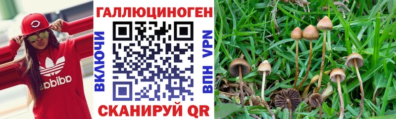 Купить  Краснокамск  Псилоцибиновые грибы GOLDEN TEACHER 